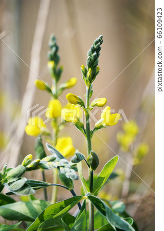 初夏花仙台Ha 66109423