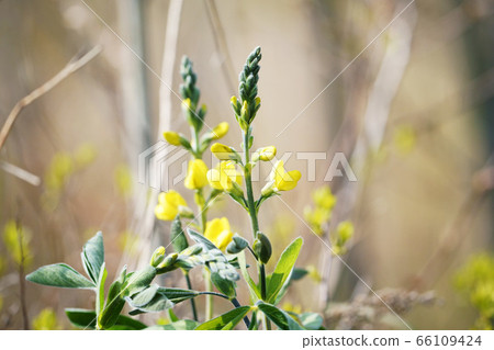初夏花仙台Ha 66109424