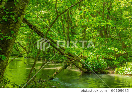 Fresh green Oirase Gorge 66109685
