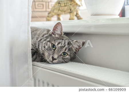 Cute grey cat with green eyes relaxing 66109909