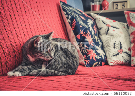 Grey cute cat laying on red couch Grey cute cat laying on red couch 66110052
