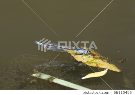 Kuroito Tombo 66110496