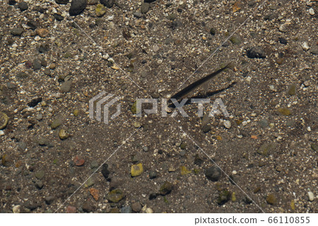 Rainbow trout fry Rainbow trout fry 66110855