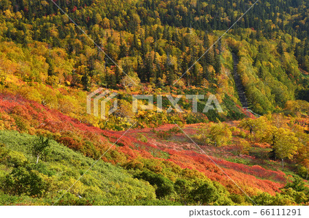 人參梯的紅葉 北海道 神川町 大雪山 照片素材 圖片 圖庫