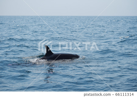 在知床（北海道Rausu）的海中游泳的虎鯨 66111314