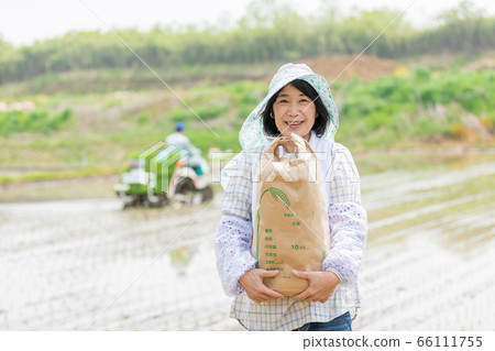 水稻種植和水稻收成圖像 66111755