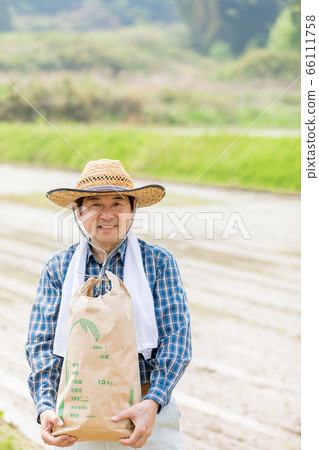 Rice planting and rice harvest image Rice planting and rice harvest image 66111758