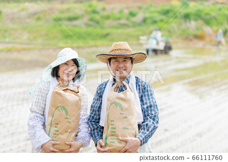 水稻種植和水稻收成圖像 66111760