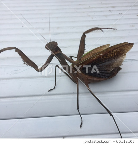 雙手和翅膀張開到最大，螳螂生氣 66112105