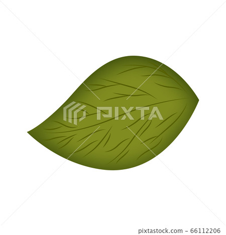 Isolated green leaf Isolated green leaf 66112206