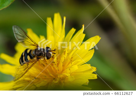 Nami Hoshi Hirata Arve Nami Hoshi Hirata Arve 66112627