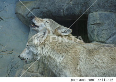 Chugo wolf howling 2 66112846