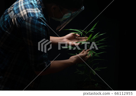 Caring for marijuana in a closed house  66112955