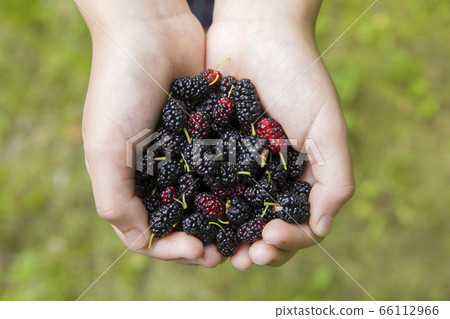 Mulberry Mulberry Dome child hand Mulberry Mulberry Dome child hand 66112966
