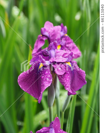 Beautiful iris (with water drops) Beautiful iris (with water drops) 66113840
