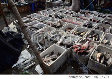 孟加拉國吉大港市的魚市場大量新鮮鋼燒魚 66114794