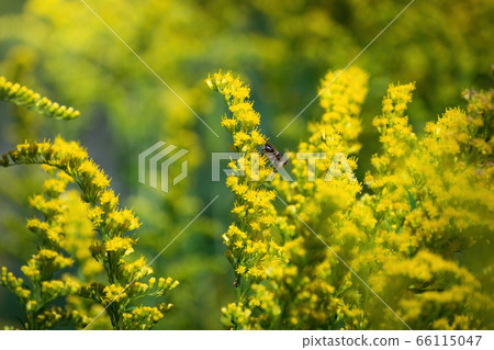 Beautiful yellow goldenrod flowers. 66115047