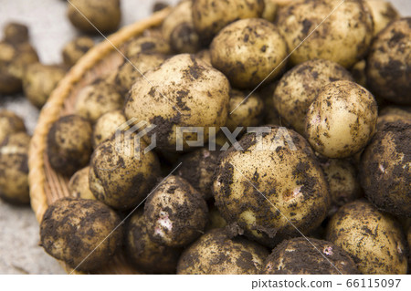 Freshly picked potatoes with mud Kitakari 66115097