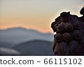 Lion (barn dog) barking in the setting sun 66115102