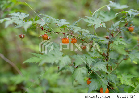 Momijiji strawberry 66115424