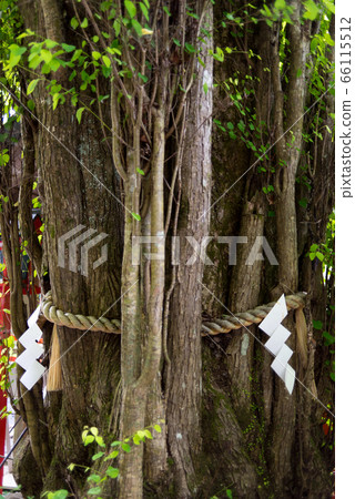 京都紀文神社的假髮樹（上） 66115512