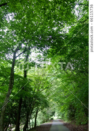 琴壽瀑布之路的風景 琴壽瀑布之路的風景 66115736