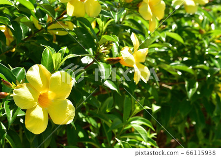A lot of yellow flowers that bloom in the garden A lot of yellow flowers that bloom in the garden 66115938