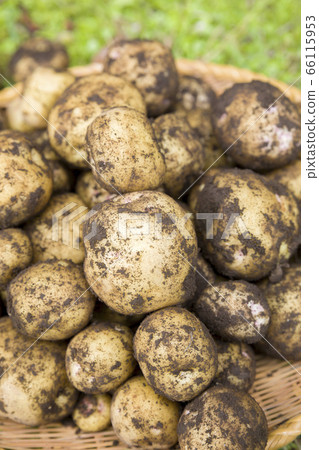 土豆泥新鮮採摘 66115953