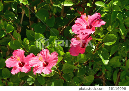 Lots of hibiscus in the garden / Okinawa 66116096