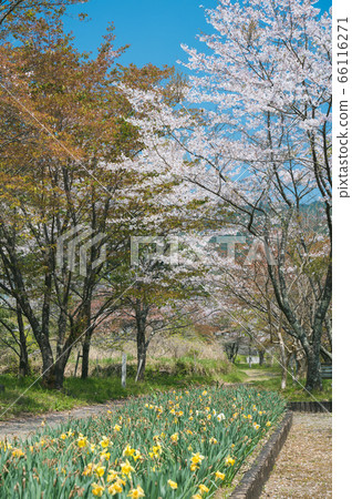 Park with cherry blossoms-2 66116271