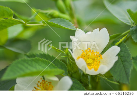 Old rose white rose Old rose white rose 66116286