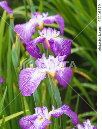 花信(水滴) 花信(水滴) 66116319