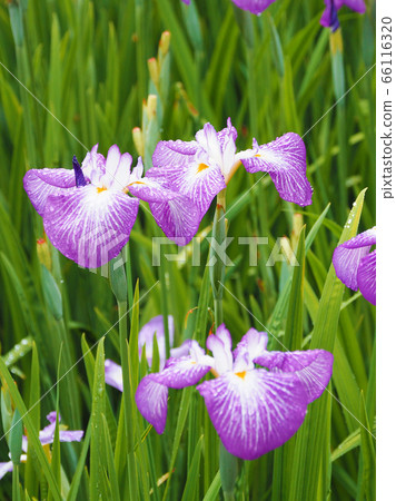 花信(水滴) 花信(水滴) 66116320