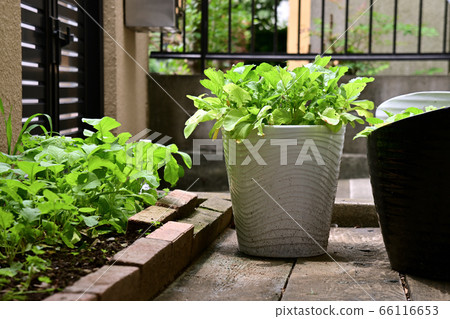 陽光普照的花園裡的蔬菜 66116653