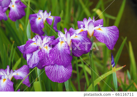 虹膜（水滴） 66116711