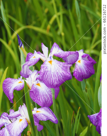 虹膜（水滴） 66116712