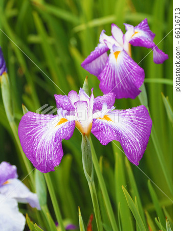 虹膜（水滴） 66116713