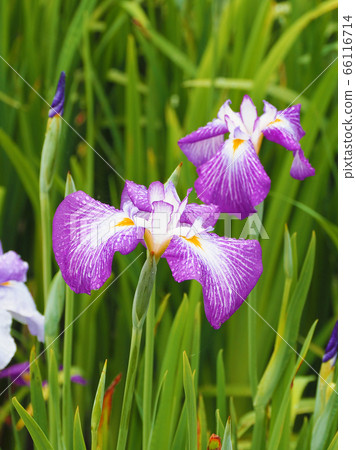 虹膜(水滴) 虹膜(水滴) 66116714