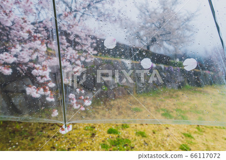 Petals of cherry blossoms attached to a vinyl umbrella [image of spring rain] 66117072