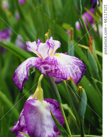 虹膜（水滴） 66117325