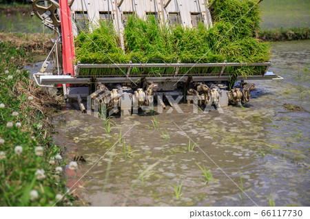 Rice planting by rice planter Rice planting by rice planter 66117730