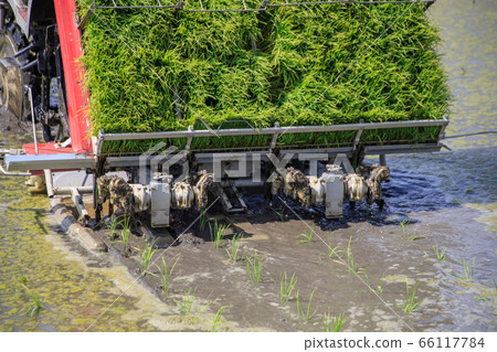 Rice planting by rice planter 66117784