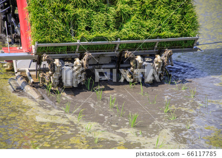 Rice planting by rice planter Rice planting by rice planter 66117785