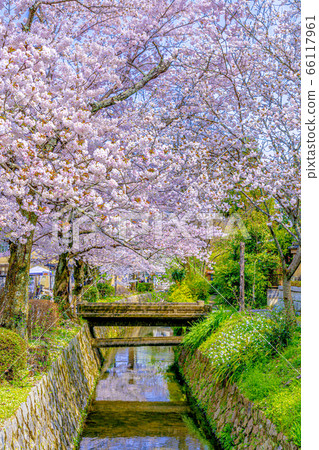 京都哲學之路櫻花 66117961