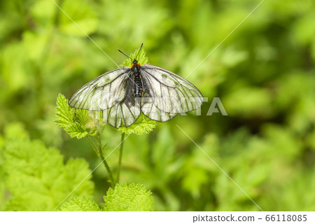 Ushuba clan Ushuba clan 66118085