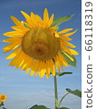 Sunflower 66118319
