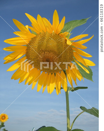 向日葵 66118319