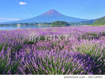 川口湖777568的夏日風景 66118463