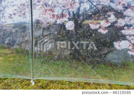 附在乙烯基雨傘上的櫻花花瓣[春雨的圖像] 66118580