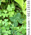 Four-leaf clover green 66118586